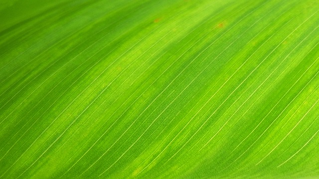 Green color and its efffects on branding